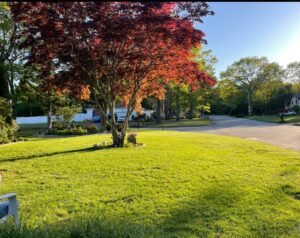 Work by Larivista Landscapes