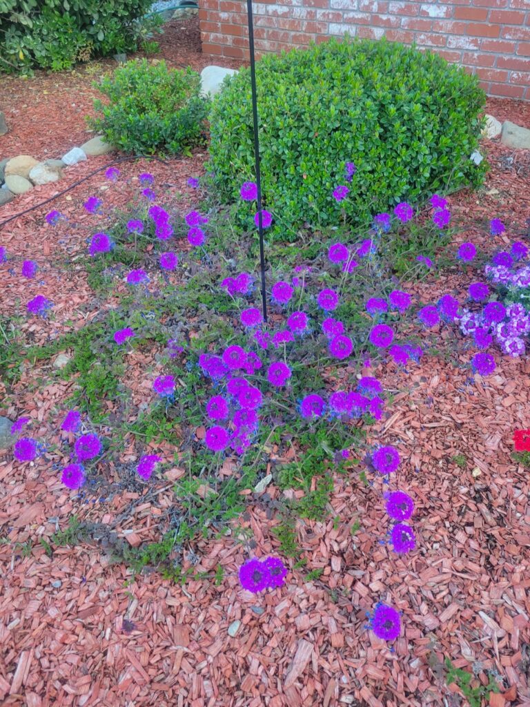 Gallery image - work by Landscape Solutions in Redding, CA