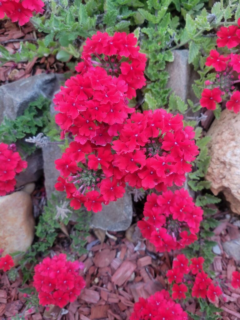 Gallery image - work by Landscape Solutions in Redding, CA