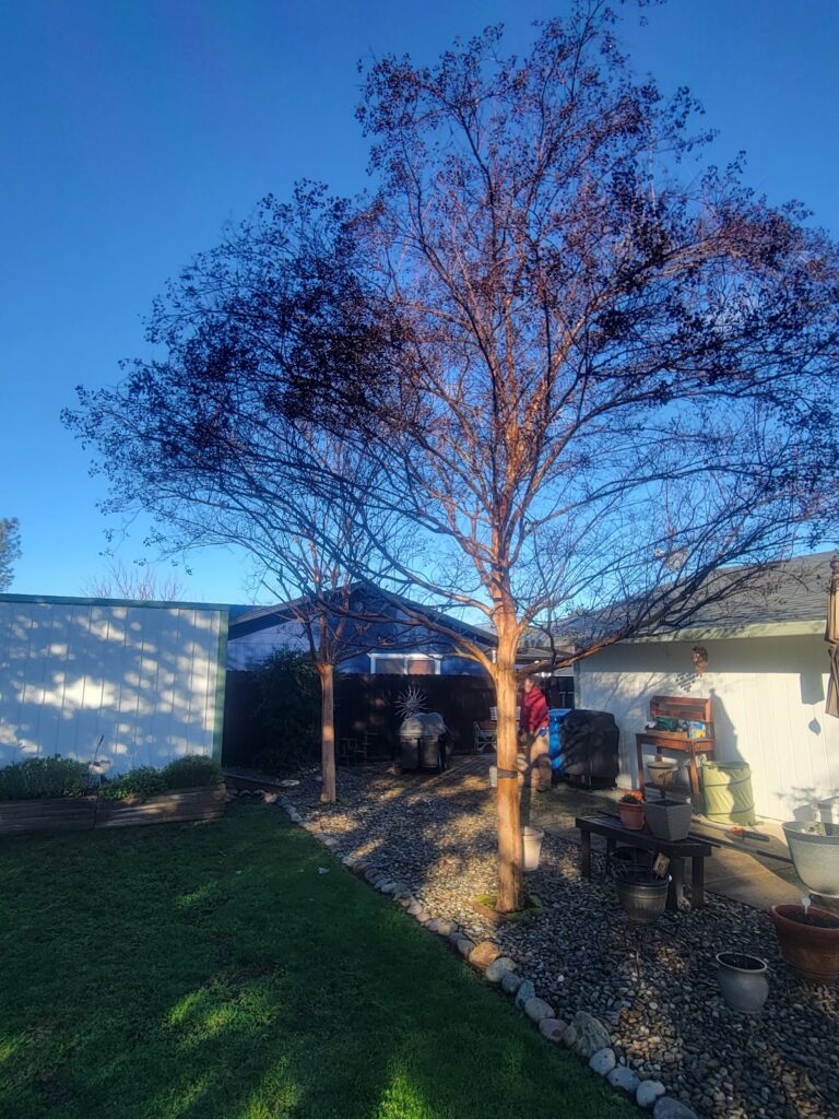 Gallery image - work by Landscape Solutions in Redding, CA