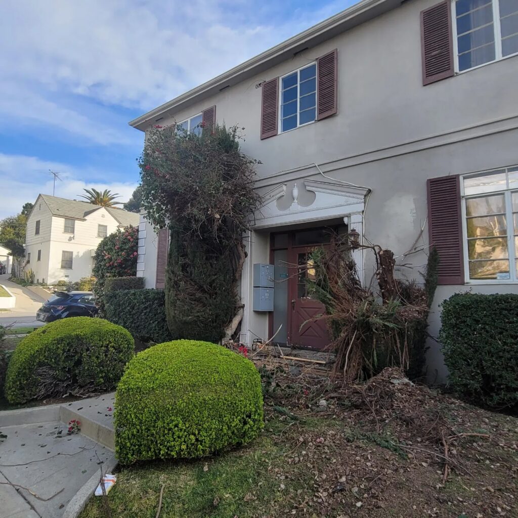 Gallery image - work by LunaBella Tree Svc & Landscape LLC in Los Angeles, CA
