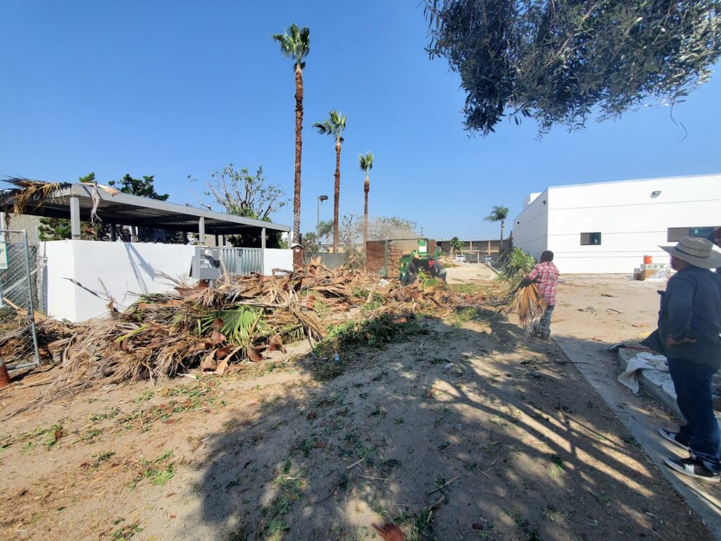 Gallery image - work by LunaBella Tree Svc & Landscape LLC in Los Angeles, CA