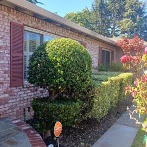 Work by Guzman Landscaping maintenance