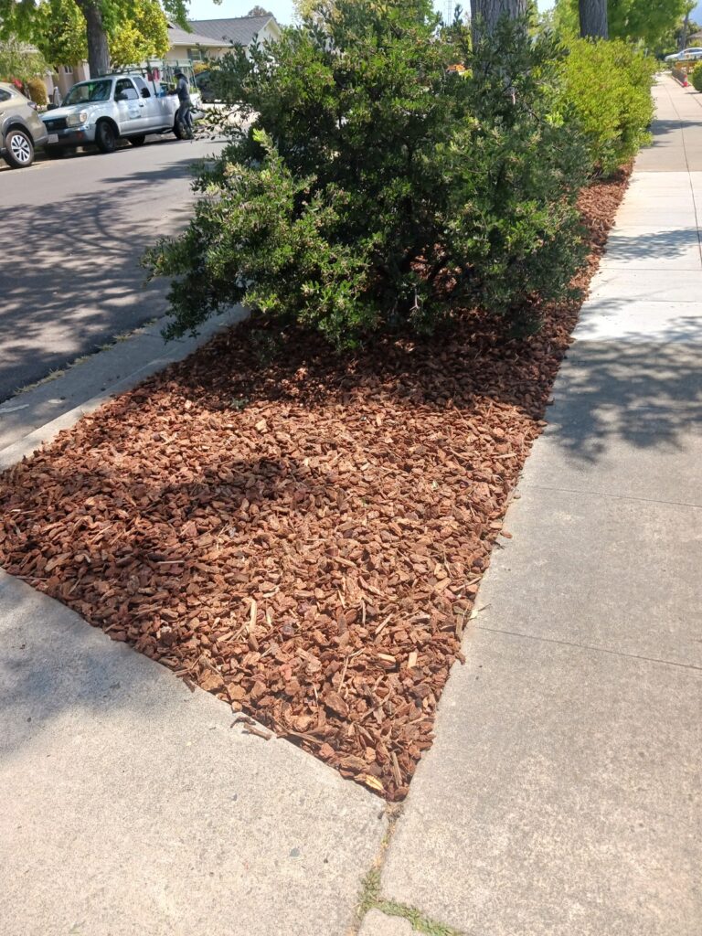 Gallery image - work by Guzman Landscaping maintenance in San Jose, CA