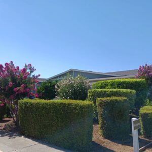 Work by Guzman Landscaping maintenance