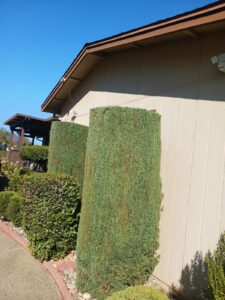 Work by Guzman Landscaping maintenance