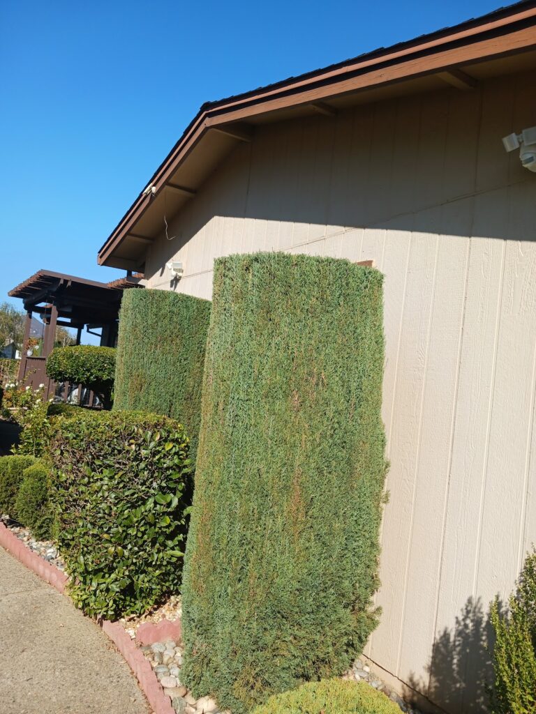 Gallery image - work by Guzman Landscaping maintenance in San Jose, CA