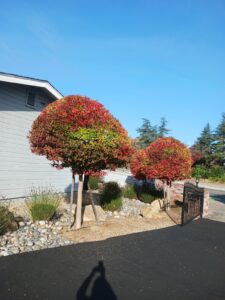 Work by Guzman Landscaping maintenance
