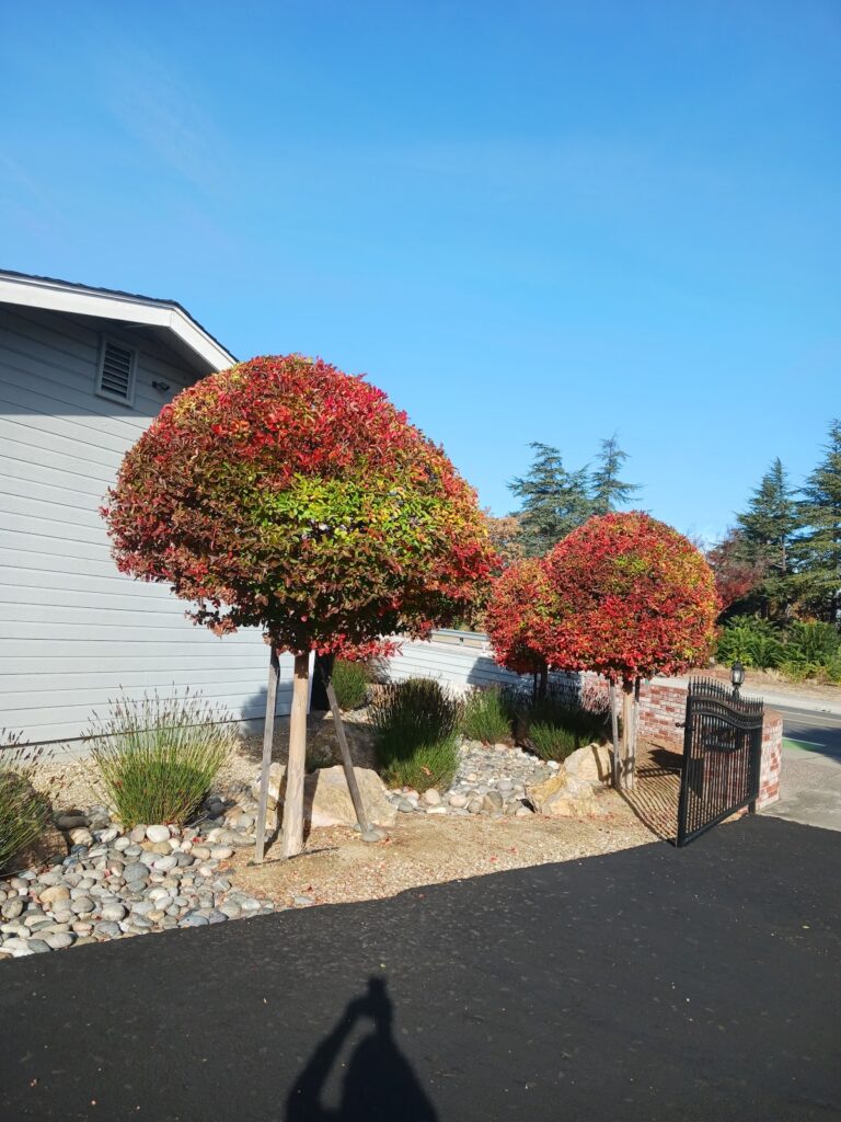 Gallery image - work by Guzman Landscaping maintenance in San Jose, CA