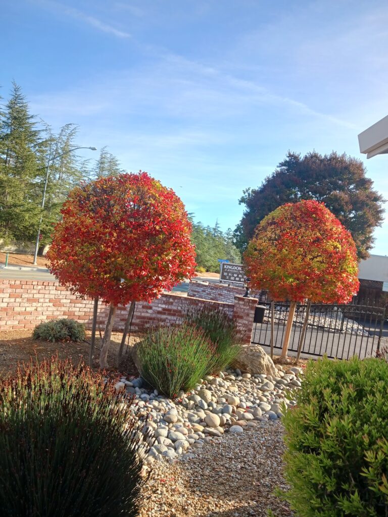 Gallery image - work by Guzman Landscaping maintenance in San Jose, CA