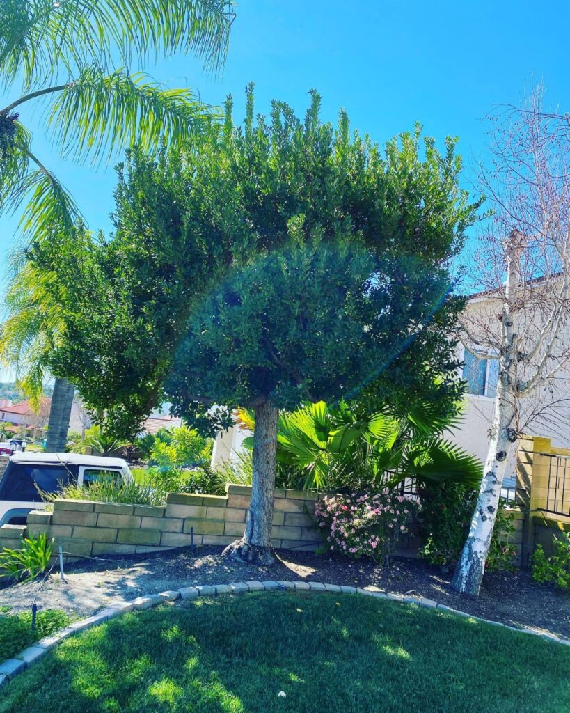 Gallery image - work by Luis Hernandez Landscaping in Anaheim, CA