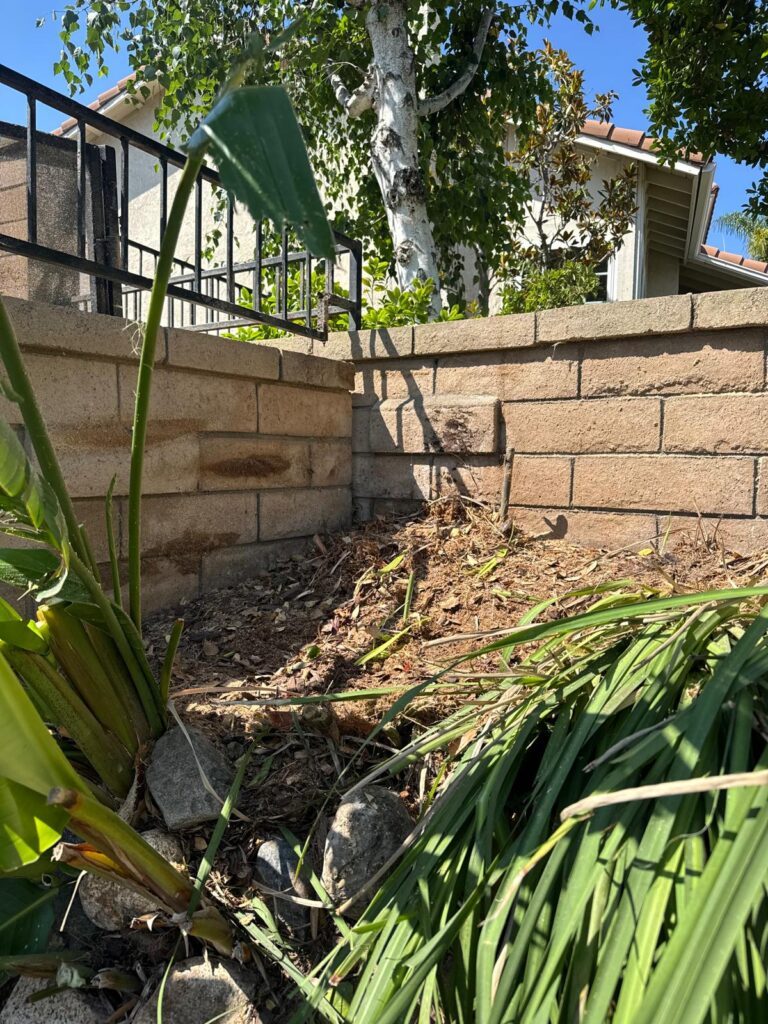 Gallery image - work by Luis Hernandez Landscaping in Anaheim, CA