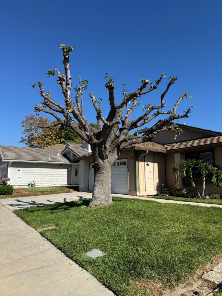 Gallery image - work by Luis Hernandez Landscaping in Anaheim, CA