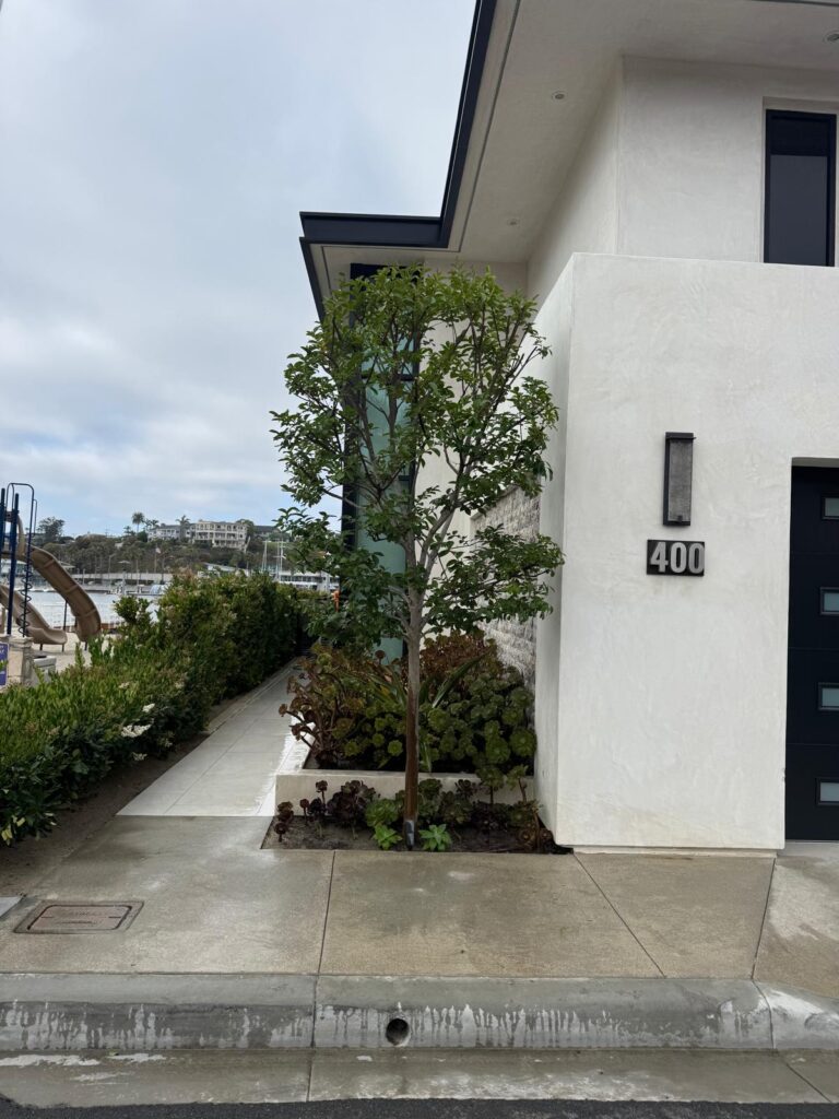 Gallery image - work by Luis Hernandez Landscaping in Anaheim, CA