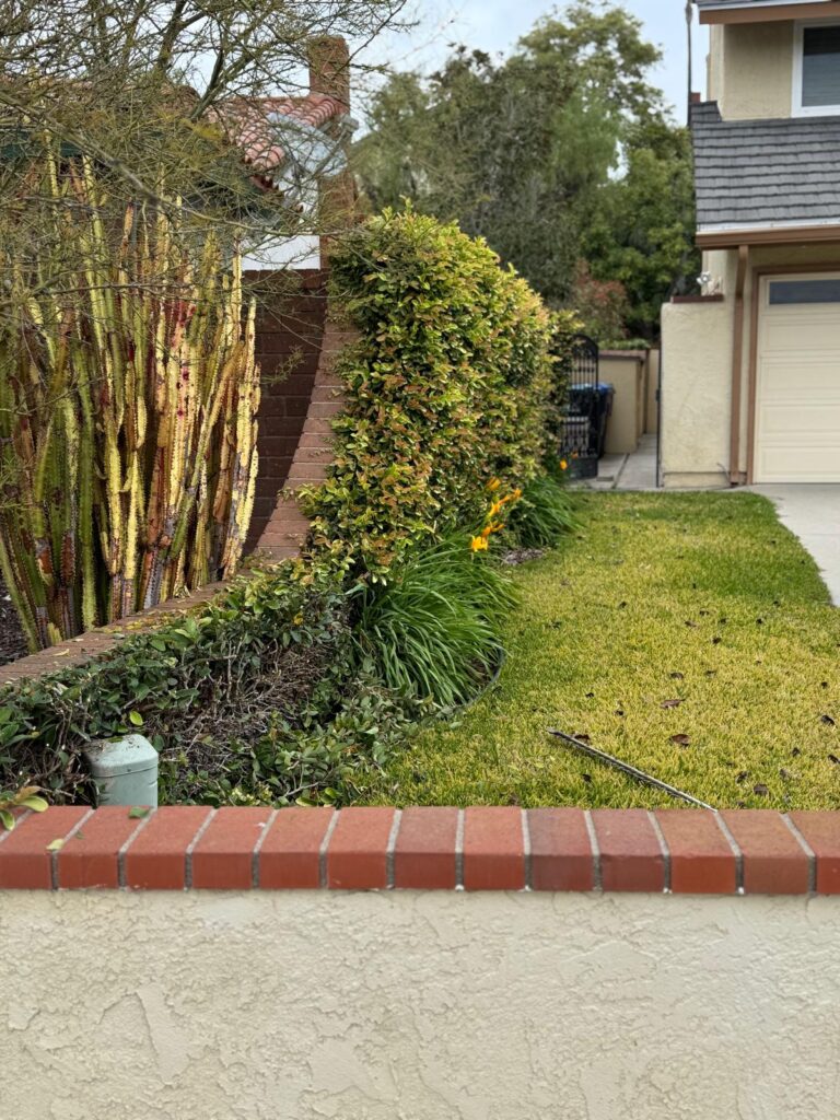 Gallery image - work by Luis Hernandez Landscaping in Anaheim, CA