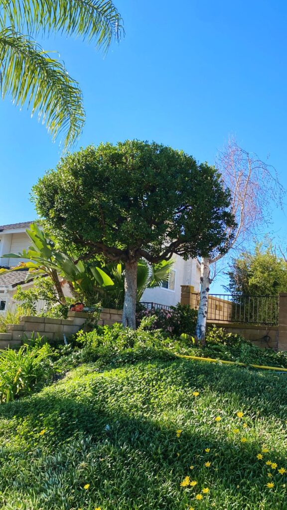 Gallery image - work by Luis Hernandez Landscaping in Anaheim, CA