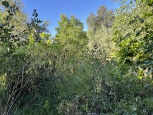 Work by JDL Vegetation and Brush Clearing