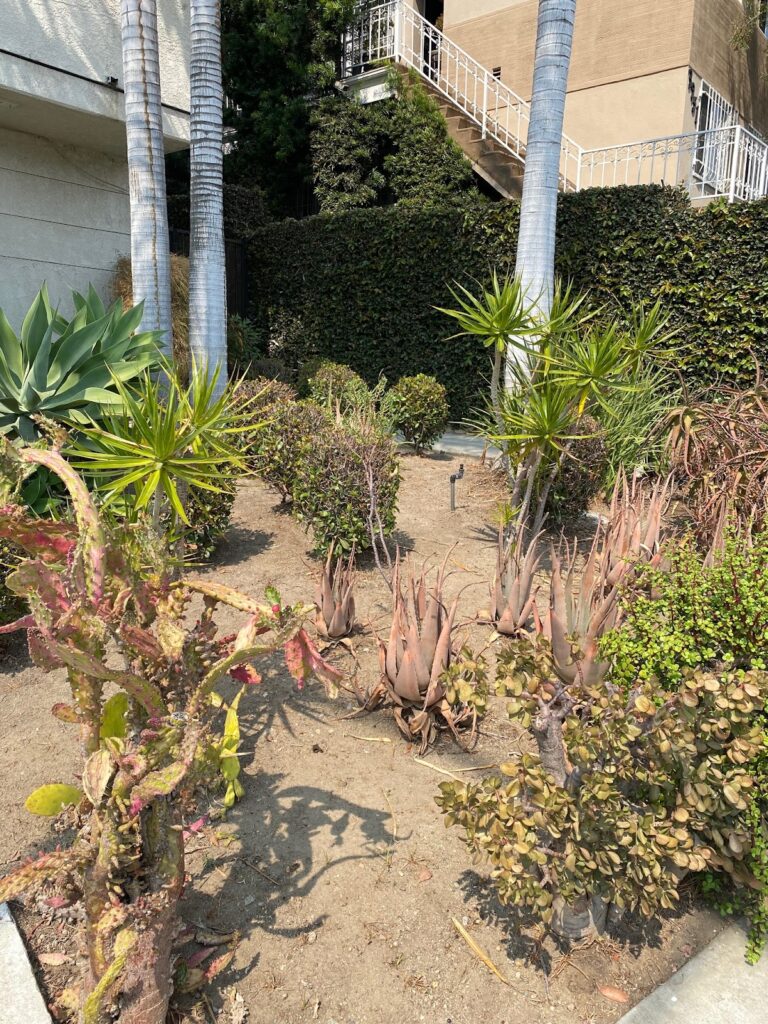 Gallery image - work by Glendale Landscaping in Los Angeles, CA