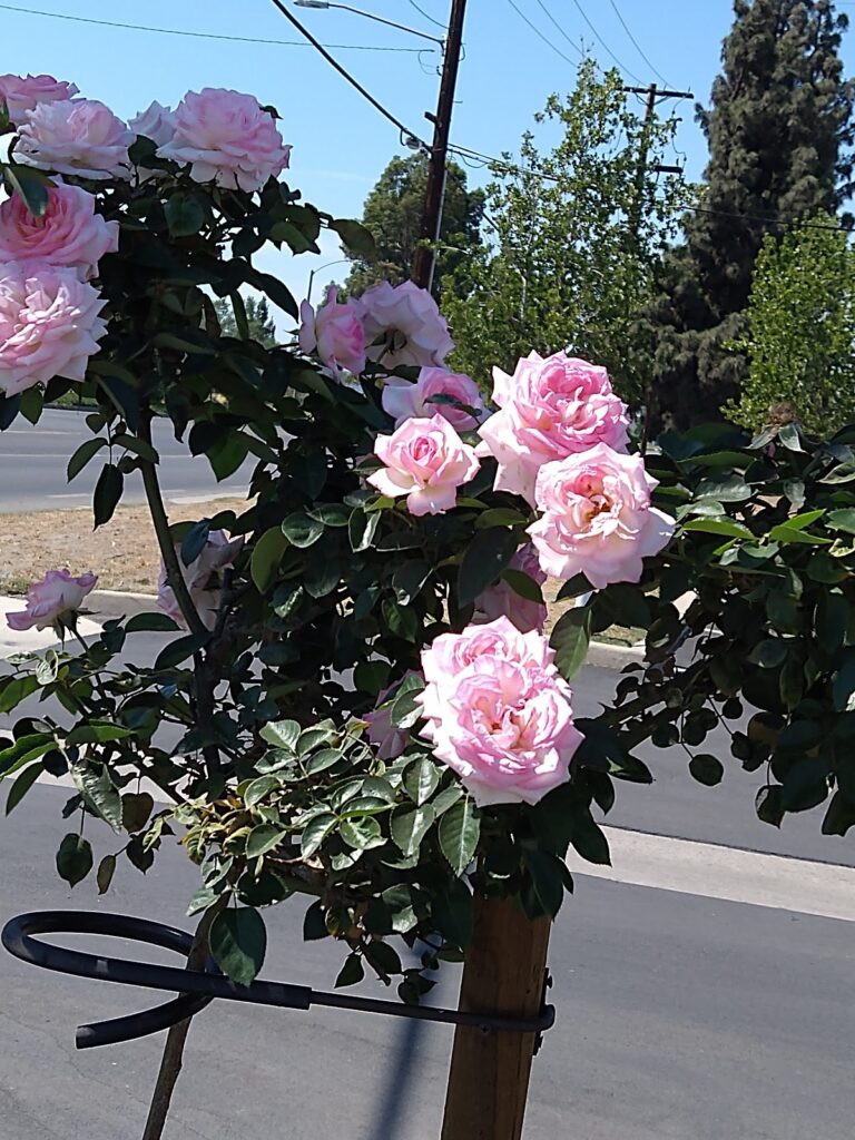 Gallery image - work by Landscape West Management Services in Anaheim, CA