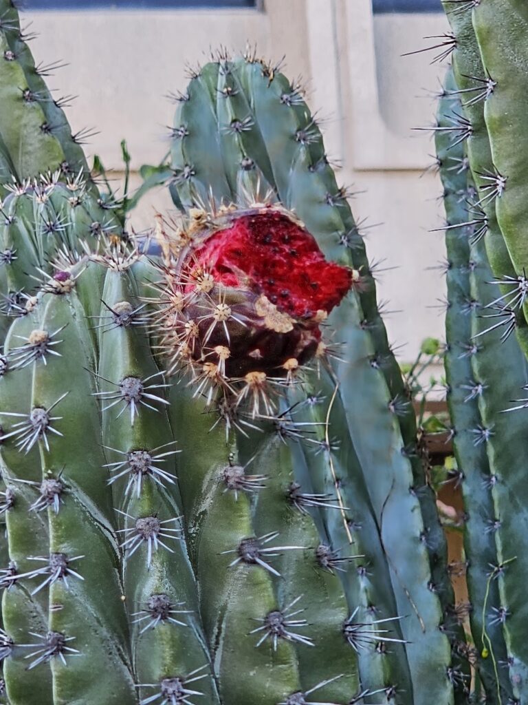 Gallery image - work by Landscape West Management Services in Anaheim, CA