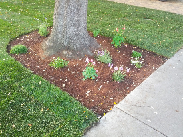 Gallery image - work by Dooling Landscape Service - Landscape Designer - Residential Landscaper in San Jose in San Jose, CA