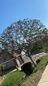 Work by Luna Landscape Co