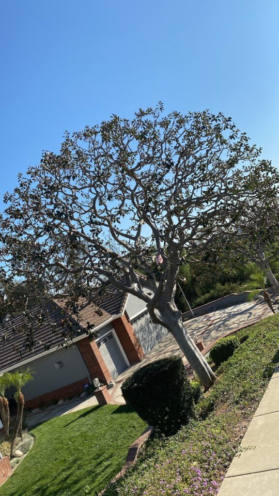 Gallery image - work by Luna Landscape Co in Hacienda Heights, CA