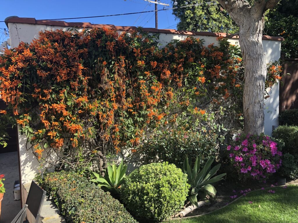Gallery image - work by Gonzalez & Sons Gardening and Landscaping Services in Los Angeles, CA