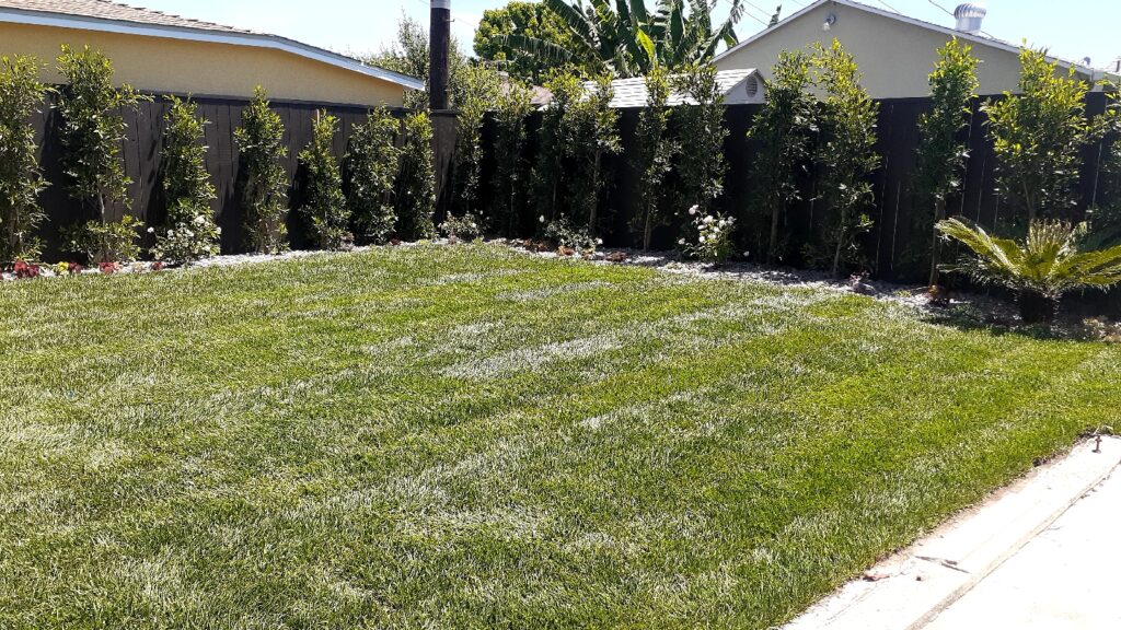 Gallery image - work by Supergreen Landscape in Los Angeles, CA