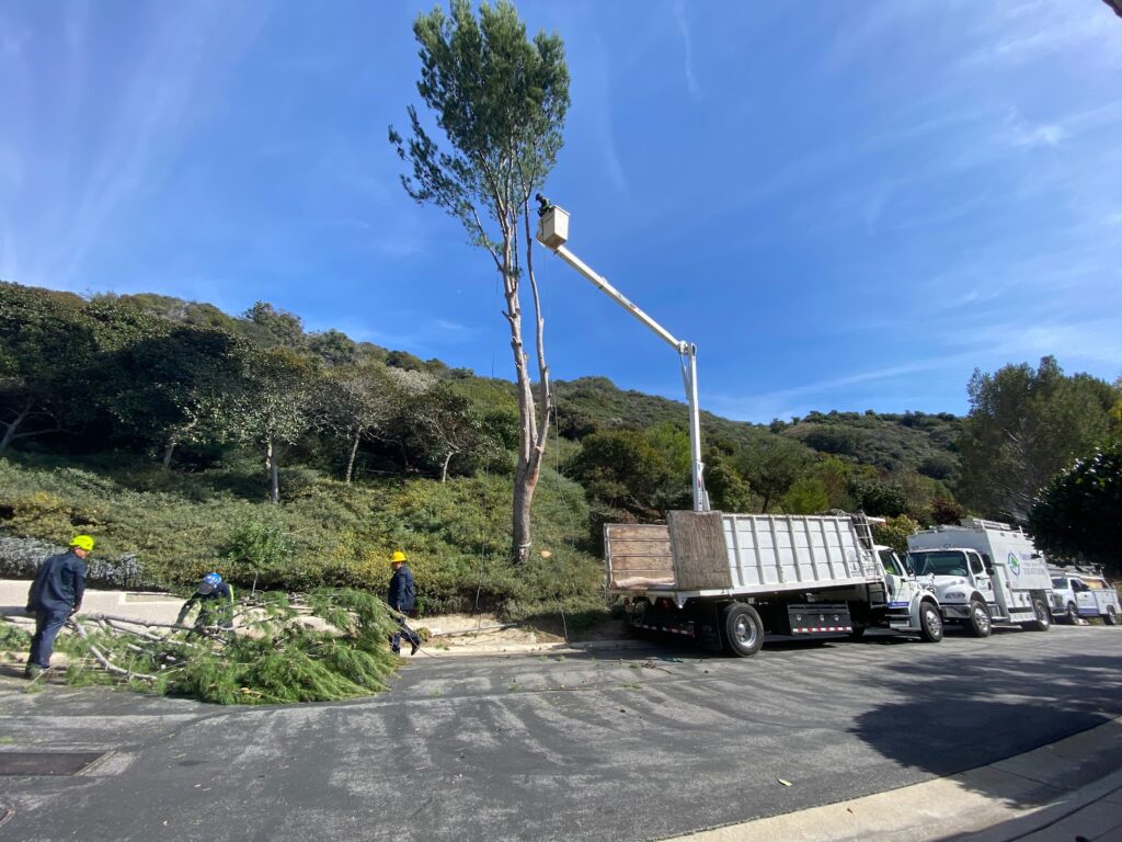 Gallery image - work by Sergio Contreras Landscape Inc. in Los Angeles, CA