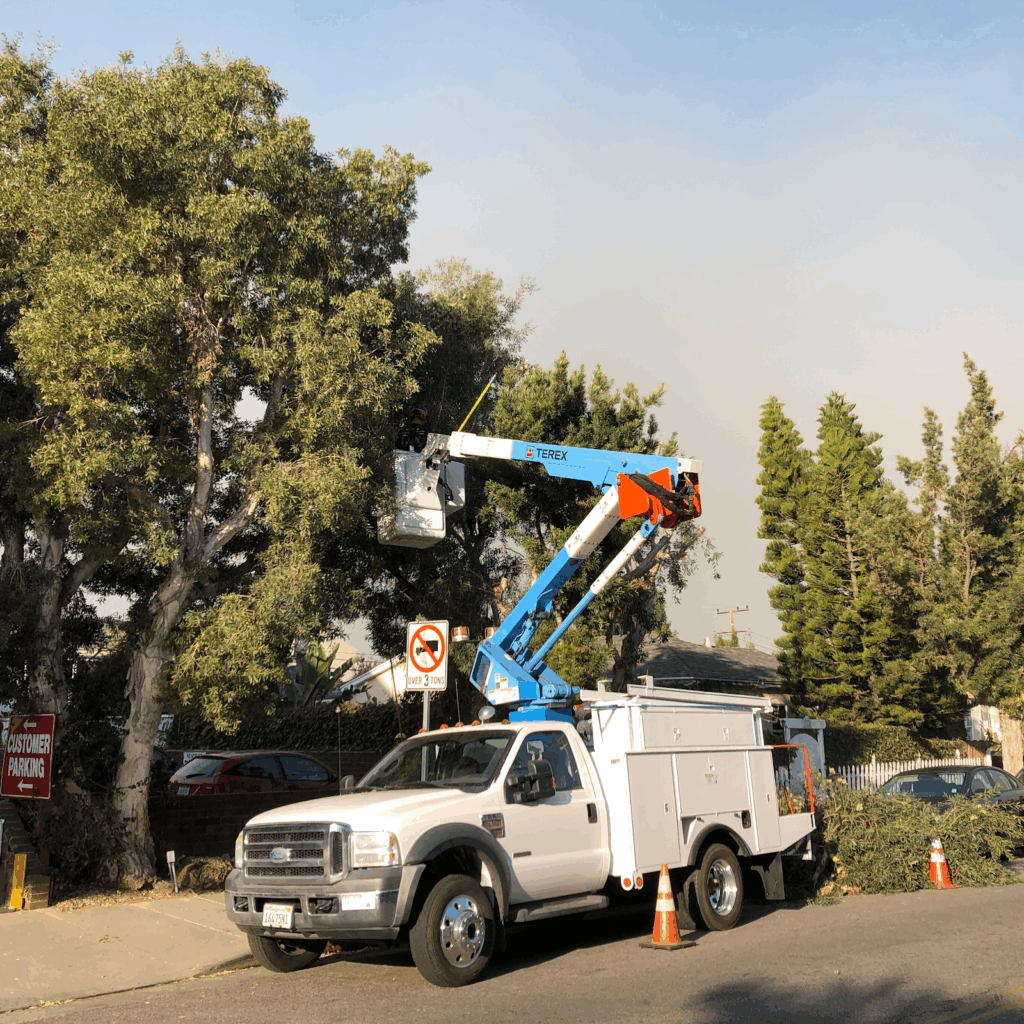 Gallery image - work by Sergio Contreras Landscape Inc. in Los Angeles, CA