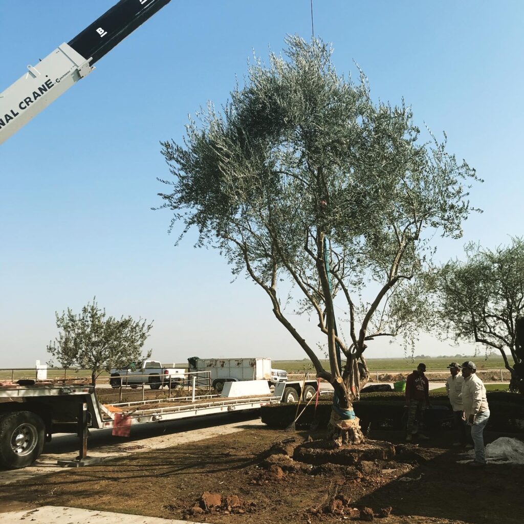 Gallery image - work by Lesaca Landscape Company, Inc. in Bakersfield, CA