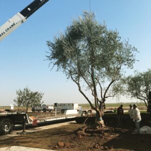 Work by Lesaca Landscape Company, Inc.