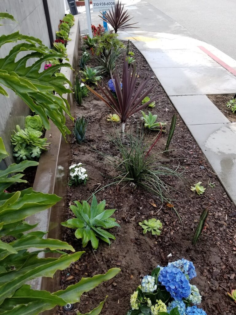 Gallery image - work by Cruz Landscape in Los Angeles, CA