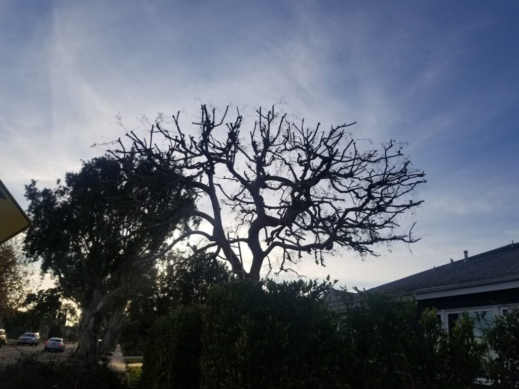 Gallery image - work by Cruz Landscape in Los Angeles, CA