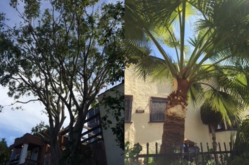 Gallery image - work by Alberto's Gardening in Los Angeles, CA
