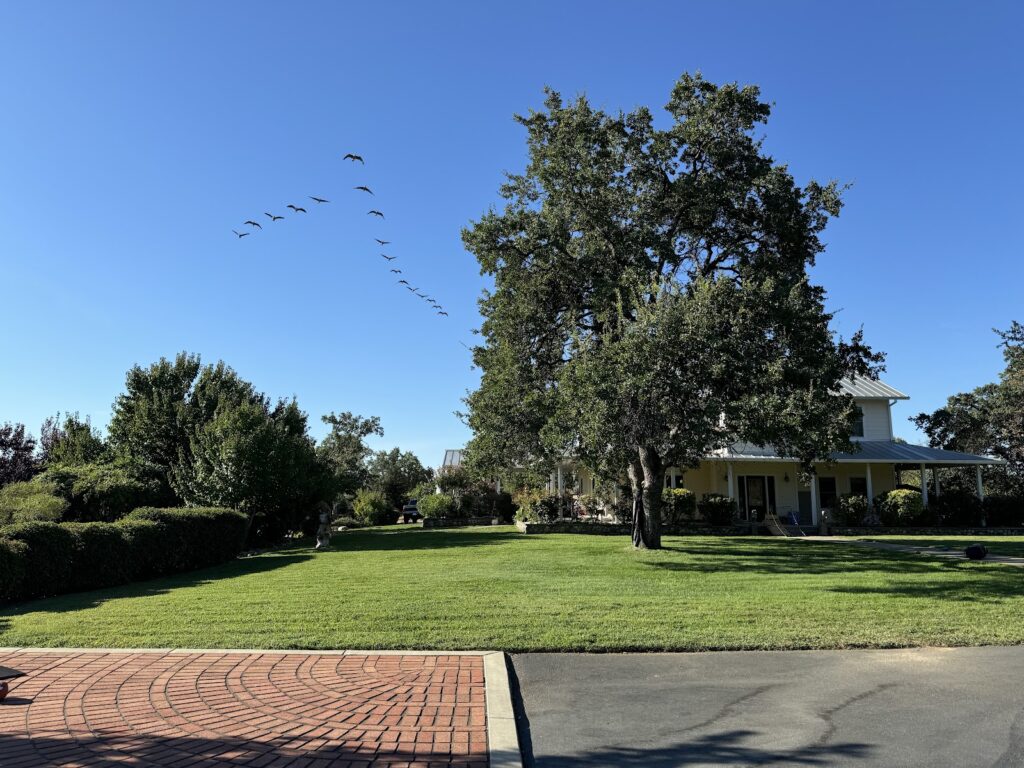 Gallery image - work by Bettercuts Landscaping in Anderson, CA