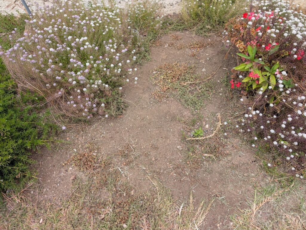 Gallery image - work by CG Landscape in Anaheim, CA