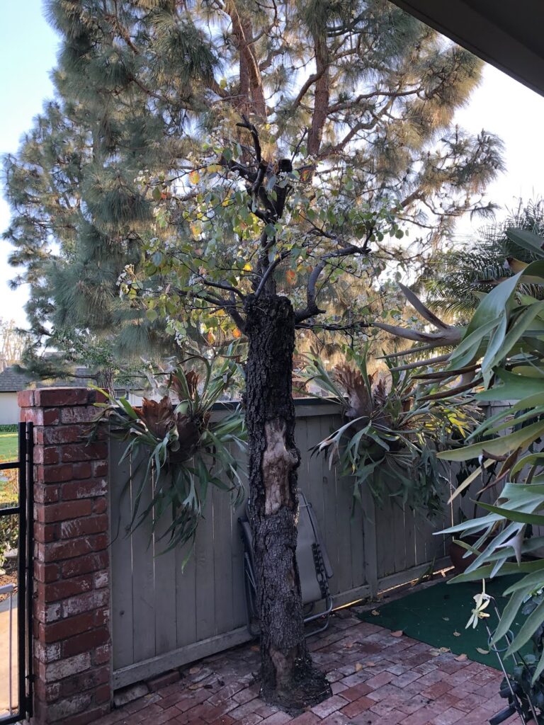 Gallery image - work by Vargas Tree Services Inc in Anaheim, CA