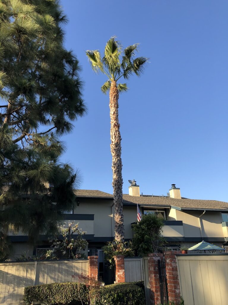 Gallery image - work by Vargas Tree Services Inc in Anaheim, CA