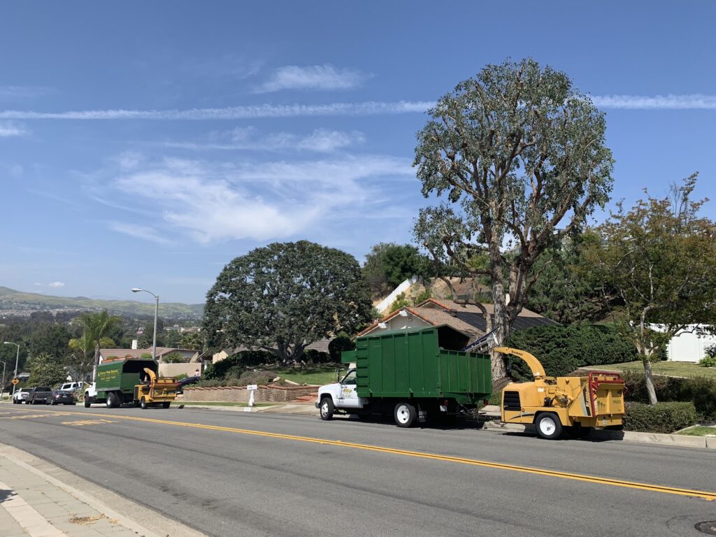 Gallery image - work by Vargas Tree Services Inc in Anaheim, CA