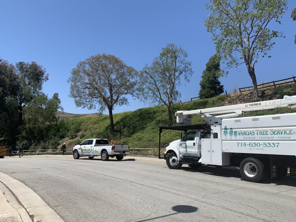Gallery image - work by Vargas Tree Services Inc in Anaheim, CA