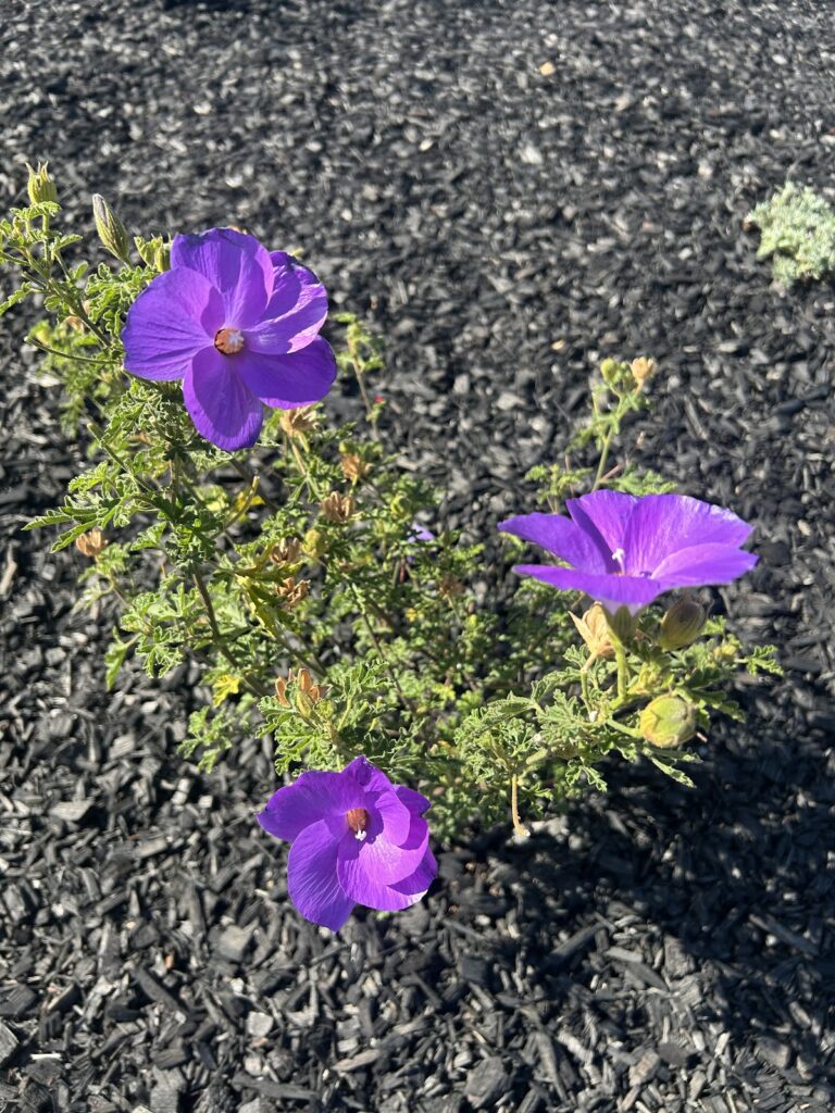 Gallery image - work by Bayside Landscape in San Jose, CA