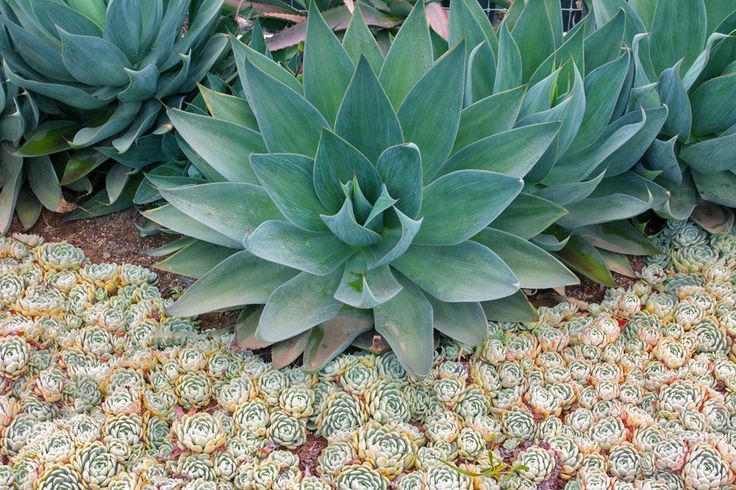 Gallery image - work by Dave Suda Landscape in San Diego, CA