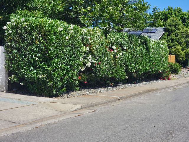 Gallery image - work by JP Lawn Care Maintenance Services in Redding, CA