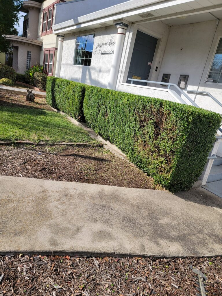 Gallery image - work by JP Lawn Care Maintenance Services in Redding, CA