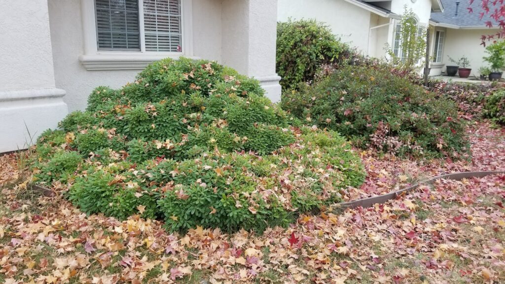 Gallery image - work by JP Lawn Care Maintenance Services in Redding, CA