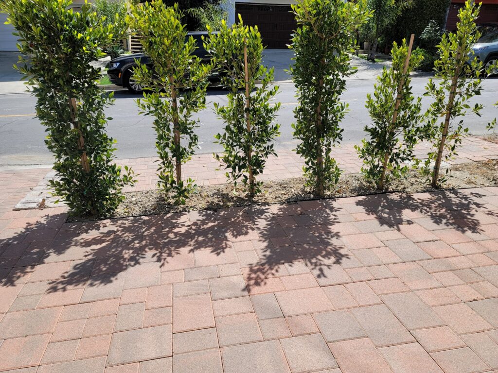 Gallery image - work by Four Seasons Landscaping in Huntington Park, CA