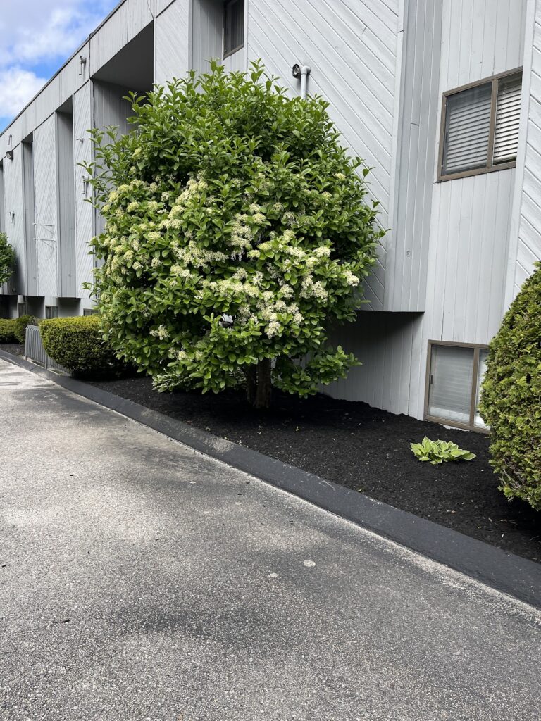 Gallery image - work by Ortiz Outdoor Service in Woonsocket, RI
