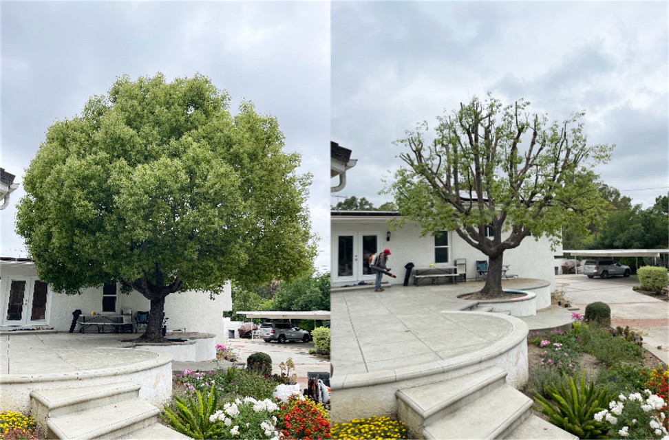 Gallery image - work by AR Tree Service & Landscaping Inc. in Anaheim, CA